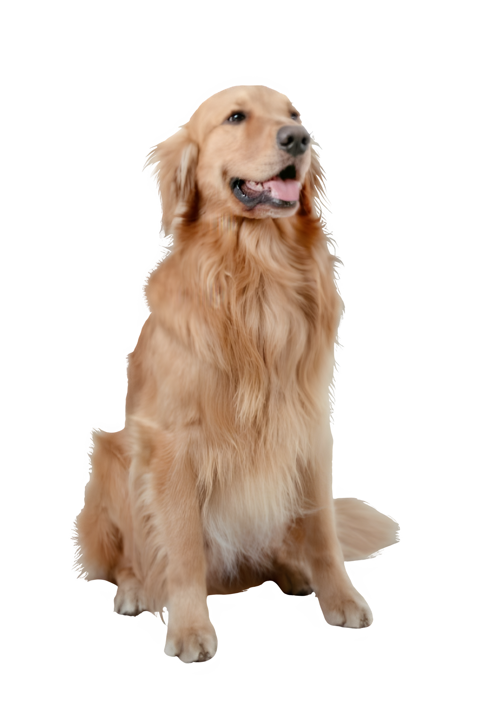 Perro feliz en La Casita de Bob